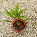 Palma konopná (Trachycarpus fortunei) - výška 20-30 cm, kont. C3L ( -17°C)